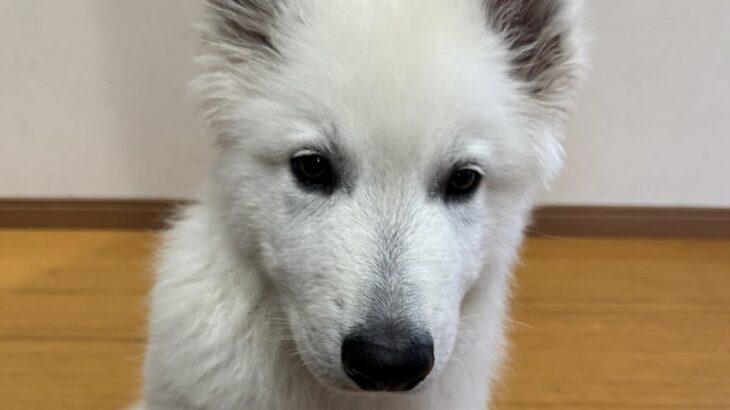 大型犬の赤ちゃんが『おての練習』をしたら…生後２ヵ月とは思えない『立派すぎるおてて』に1万いいね集まる「大きくなる証拠」「さすが大型」(ブログ)