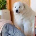おじいちゃんを起こしたい超大型犬→おばあちゃんが悪巧みをして…まさかの『意外な結末』が58万回再生「素敵ファミリー」「みんな可愛い」(ブログ)