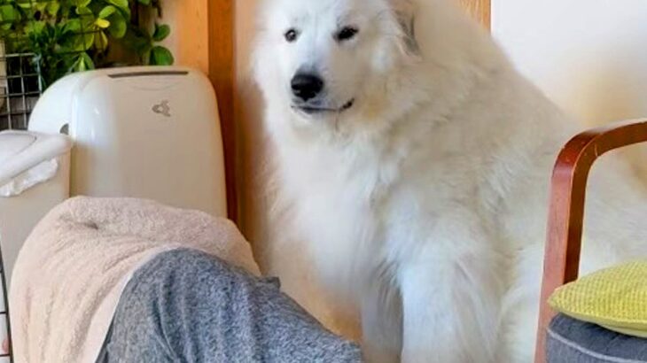 おじいちゃんを起こしたい超大型犬→おばあちゃんが悪巧みをして…まさかの『意外な結末』が58万回再生「素敵ファミリー」「みんな可愛い」(ブログ)