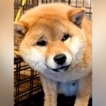 今にも泣きだしそうなほど『不安な顔で檻の中にいた保護犬』→絶対に幸せにすると誓った結果…現在の光景が113万再生「最高の家族」と感動(ブログ)