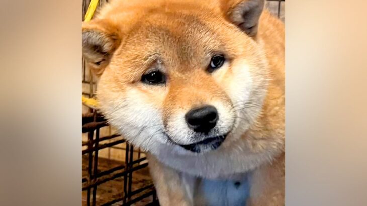 今にも泣きだしそうなほど『不安な顔で檻の中にいた保護犬』→絶対に幸せにすると誓った結果…現在の光景が113万再生「最高の家族」と感動(ブログ)