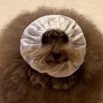 ご飯を食べる犬が『汚れないように工夫した』結果…もはや犬に見えない『謎の生物になる光景』に5万いいね「顔小さｗｗ」「何という生き物？」(ブログ)