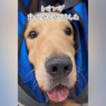 癌で余命１ヶ月宣告…医者から『もう歩けない』と言われた大型犬→涙腺崩壊する『まさかの光景』が93万再生「どんな映画よりも感動」と反響(ブログ)