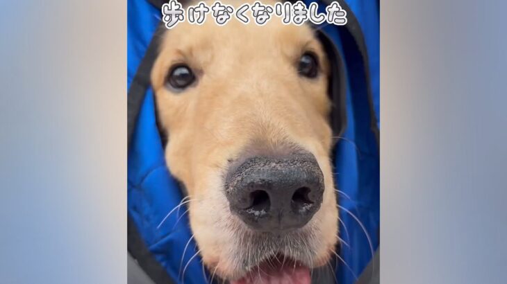 癌で余命１ヶ月宣告…医者から『もう歩けない』と言われた大型犬→涙腺崩壊する『まさかの光景』が93万再生「どんな映画よりも感動」と反響(ブログ)