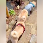 パグ犬３匹とお散歩→なぜか電車のように…？あまりにも可愛い光景が37万再生「ずっと見ていられるｗ」「上手すぎ」海外からも多くの反響(ブログ)