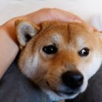 犬がやりがちな『ツンデレ』すぎる行動5つ　素っ気なくなる理由から正しい接し方まで(ブログ)