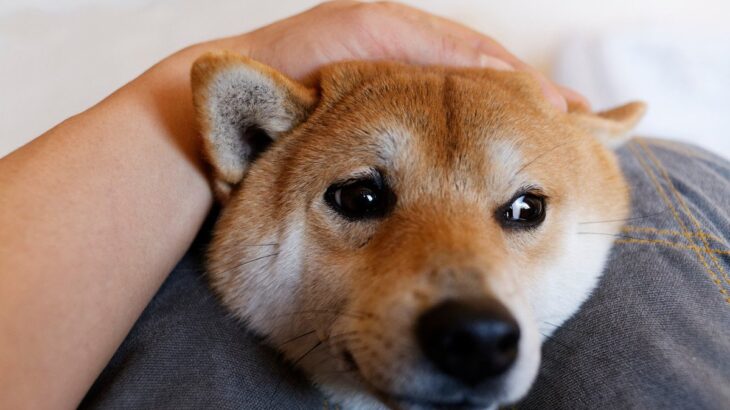 犬がやりがちな『ツンデレ』すぎる行動5つ　素っ気なくなる理由から正しい接し方まで(ブログ)
