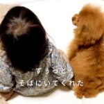 ４年間『女の子の幼稚園生活』を見守り続けた犬…思わず涙する『小さなお母さんのような光景』が21万再生「泣けてきた」「素敵すぎる」と感動(ブログ)