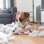 犬を飼う前に絶対知っておくべき『理想と現実』6つ　理想が高すぎるとギャップに苦しむことになる可能性も…(ブログ)