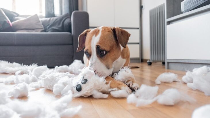 犬を飼う前に絶対知っておくべき『理想と現実』6つ　理想が高すぎるとギャップに苦しむことになる可能性も…(ブログ)