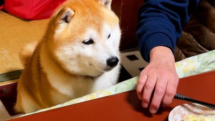 おばあちゃんの家で出前を取ることに→当然かのように犬が…とんでもなく可愛い『まさかの行動』が74万再生「人間みたいｗ」「癒される」と絶賛(ブログ)