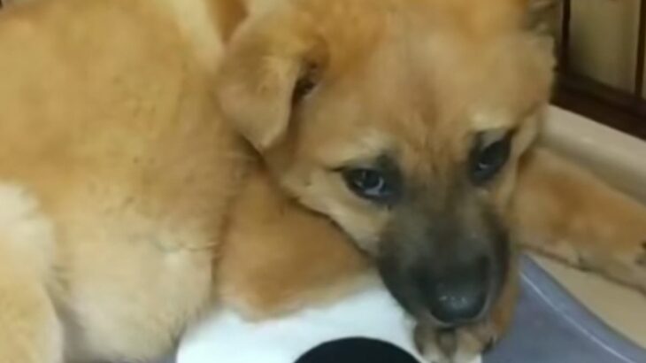 『心を閉ざしていた子犬』を保護→愛情たっぷりに育てた結果…感動的な『現在の様子』に「たくさん幸せになって」「大切に育ててもらったね」の声(ブログ)