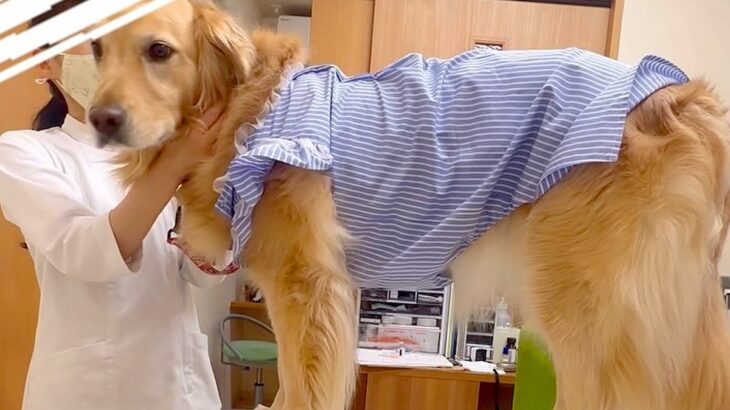 注射を打ちに大型犬と病院へ→『嫌がるかな』と思ったら…想像とは裏腹な『まさかの様子』が23万再生「めっちゃ乙女」「こんなに好きとはｗ」(ブログ)