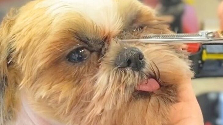 『自由が無かった繁殖場』から保護された犬→初めてのトリミングで…涙が出る『ビフォーアフター』に「幸せになって」「優しさ伝わる」と感動の声(ブログ)