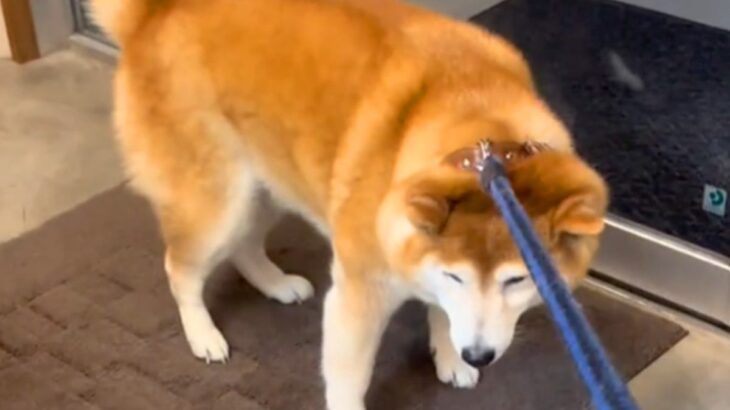 病院で診察を拒否する犬→看護師さんが迎えに来た途端…あまりにもちょろい『豹変っぷり』が365万再生「しっぽｗｗ」「前世絶対人間で草」(ブログ)