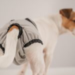 犬が生理になったときにみせる4つのサイン　現れる症状や期間、適切な対処法まで解説(ブログ)