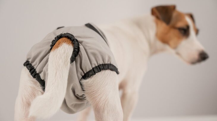 犬が生理になったときにみせる4つのサイン　現れる症状や期間、適切な対処法まで解説(ブログ)