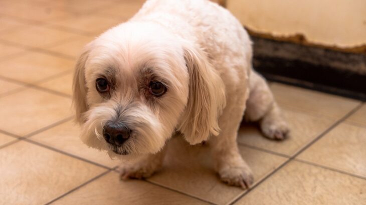犬が『パニック』になっているサイン4選　愛犬が取り乱しているときの対処法とは？(ブログ)