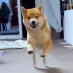 『玄関を開けたら犬が激烈お出迎えしてくれた』と思ったら…『そっちかーい！』まさかの展開に「大爆笑したｗ」「本命違うの草」と絶賛の声(ブログ)