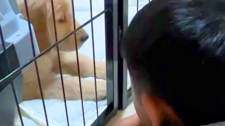 『僕は大型犬のお世話しない』５歳の男の子がワンコに大反対→一緒に暮らし始めたら…当時では考えられない『現在の光景』が泣けると10万再生(ブログ)