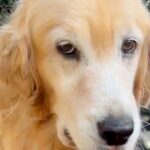 申し訳無さそうな顔で飼い主の元へやってきた大型犬…くわえていた『まさかのモノ』に困惑「離さないｗ」「好きすぎる」と23万再生の反響(ブログ)
