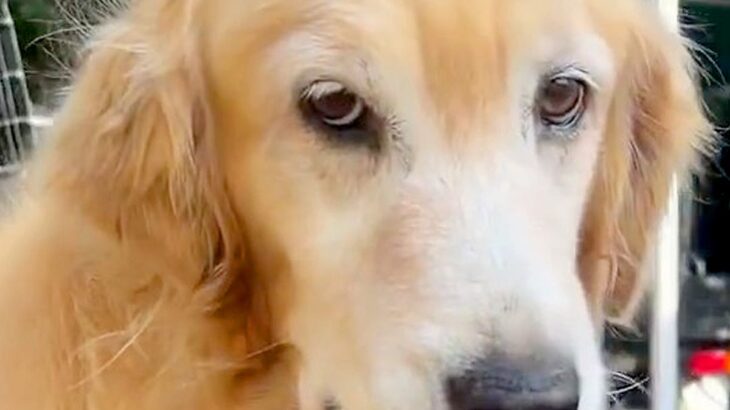 申し訳無さそうな顔で飼い主の元へやってきた大型犬…くわえていた『まさかのモノ』に困惑「離さないｗ」「好きすぎる」と23万再生の反響(ブログ)
