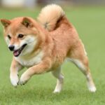 柴犬は賢い？なぜバカっぽいと誤解される？「飼わないほうがいい」と言われる背景まで解説(ブログ)