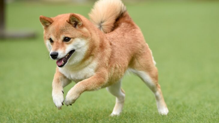 柴犬は賢い？なぜバカっぽいと誤解される？「飼わないほうがいい」と言われる背景まで解説(ブログ)