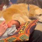 赤ちゃんが心配で仕方ない大型犬→パパママが子育てをしていると…ほっこりが止まらない『監督になる様子』に「面倒みてる」「偉すぎ」と絶賛の声(ブログ)