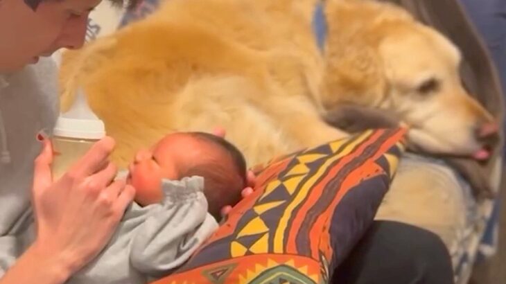 赤ちゃんが心配で仕方ない大型犬→パパママが子育てをしていると…ほっこりが止まらない『監督になる様子』に「面倒みてる」「偉すぎ」と絶賛の声(ブログ)
