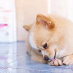 犬が自分の体や手足を噛む『4つの理由』噛み癖を治す方法や危険な病気の症状まで(ブログ)