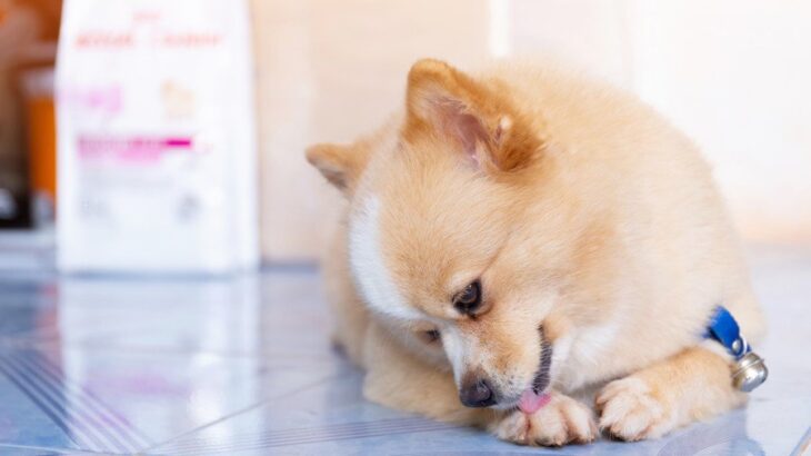 犬が自分の体や手足を噛む『4つの理由』噛み癖を治す方法や危険な病気の症状まで(ブログ)