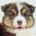 『子どもが怖がるから』と捨てられ、１歳で３回も家が変わった犬→10年後…涙が止まらない『現在の光景』が62万再生「泣いた」「素敵な笑顔」(ブログ)