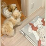 赤ちゃんがいきなり号泣→2匹の小型犬が一緒になって…尊すぎる光景に「オドオドしてて可愛い」「なんて微笑ましい光景」と11万再生(ブログ)