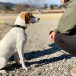 犬が『初めて会った人』にみせる行動４つ　仲良くなるための秘訣や注意すべきことをご紹介(ブログ)