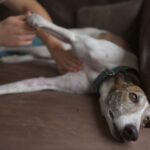 犬の『元気がない』ときに考えられる理由7選　体調不良かどうかを判断する方法まで(ブログ)