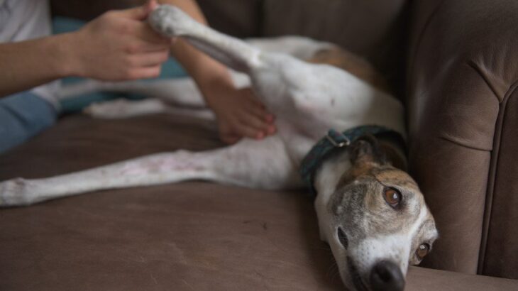 犬の『元気がない』ときに考えられる理由7選　体調不良かどうかを判断する方法まで(ブログ)