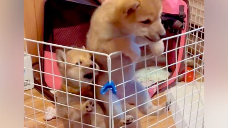 『外に出たい…！』３匹の赤ちゃん犬たちがケージをよじ登り…想定以上だった『脱走を企てる光景』に「順番守るの可愛い」「大変ｗ」と反響(ブログ)