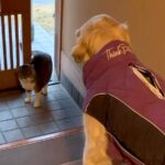 お散歩に出かけようとする大型犬→玄関に『野良猫』が入ってきて…想定外だった『静かなる攻防戦』が13万再生「固まってるｗ」「強いｗ」(ブログ)