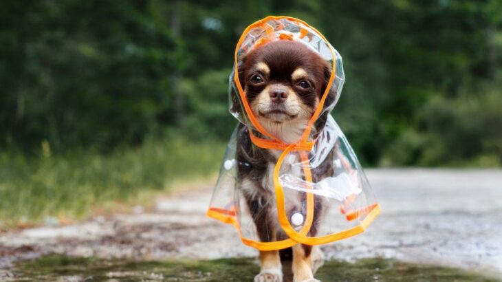 梅雨に気をつけるべき『犬の病気』5選　ジメジメとした気候で起きやすいトラブルや予防策まで(ブログ)
