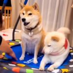 姪っ子のトランポリンを気に入った犬→帰ろうとしたら…まさかの『ブチギレる光景』に「可愛すぎるｗ」「楽しかったんだね」と絶賛の声(ブログ)