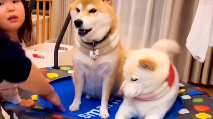 姪っ子のトランポリンを気に入った犬→帰ろうとしたら…まさかの『ブチギレる光景』に「可愛すぎるｗ」「楽しかったんだね」と絶賛の声(ブログ)