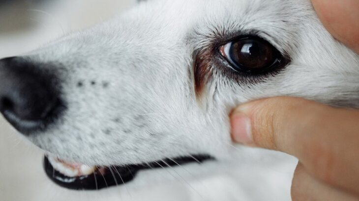 犬の涙やけが悪化する『飼い主のNG習慣』4選　日頃からできる簡単なお手入れ方法までご紹介(ブログ)