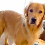 赤ちゃんのオムツを用意し忘れたので、大型犬に『オムツ持ってきて』とお願いしたら…救世主すぎる『神対応』が22万再生「賢すぎ」「すごい」(ブログ)