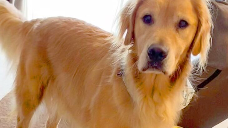 赤ちゃんのオムツを用意し忘れたので、大型犬に『オムツ持ってきて』とお願いしたら…救世主すぎる『神対応』が22万再生「賢すぎ」「すごい」(ブログ)