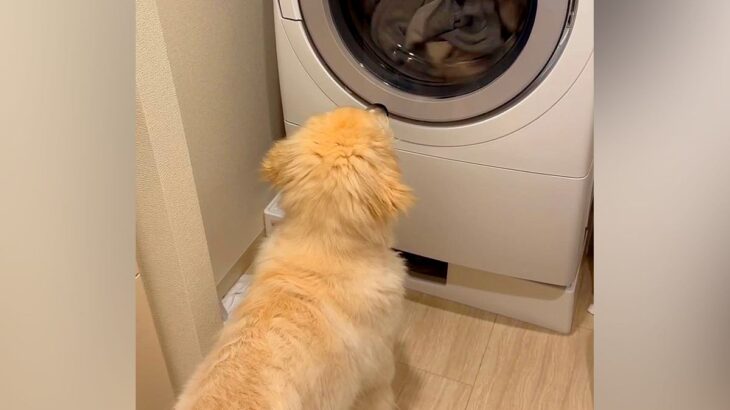 初めて家の中を歩き回った大型犬の赤ちゃん→洗濯機に興味津々で…可愛すぎる探検が100万再生「たまらん」「愛おしい後ろ姿」と悶絶の声(ブログ)