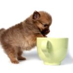 ティーカップポメラニアンってどんな犬？サイズ、寿命、値段、飼い方まで徹底解説(ブログ)
