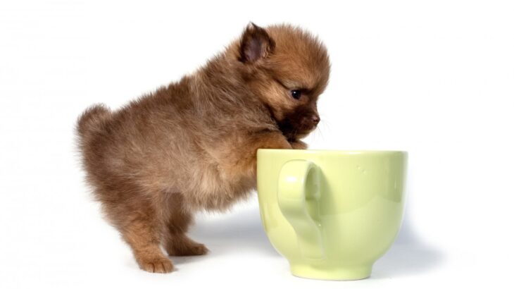 ティーカップポメラニアンってどんな犬？サイズ、寿命、値段、飼い方まで徹底解説(ブログ)