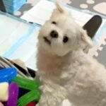 おもちゃを探しながらブチギレるワガママ犬→あえて『ママもブチギレてみた』結果…衝撃のリアクションが４万再生「表情ｗ」「妥協で草」と爆笑(ブログ)