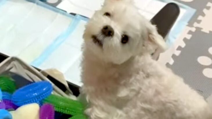 おもちゃを探しながらブチギレるワガママ犬→あえて『ママもブチギレてみた』結果…衝撃のリアクションが４万再生「表情ｗ」「妥協で草」と爆笑(ブログ)